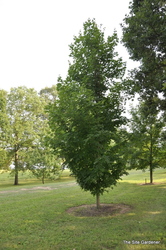 Acer saccharum — photo 5